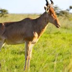 northern kenya conservancy safari cost: $300-$1,500/day -- Photo by Simon Brandintel on Pexels