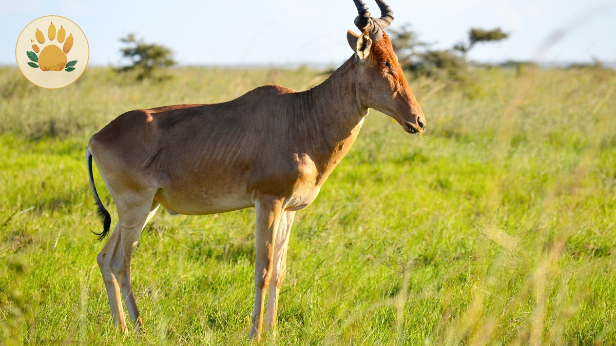northern kenya conservancy safari cost: $300-$1,500/day -- Photo by Simon Brandintel on Pexels