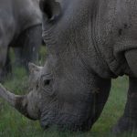 northern kenya rhino safari itinerary: 7-Day Route -- Photo by Mostafa El Shershaby on Pexels