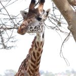 Ol Pejeta Conservancy Fees Explained: $110 in 2026 -- Photo by Isiye Essy on Pexels