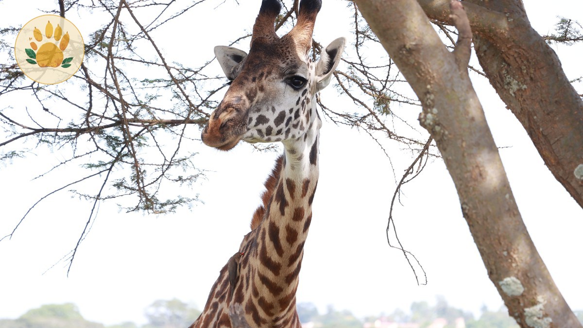 Ol Pejeta Conservancy Fees Explained: $110 in 2026 -- Photo by Isiye Essy on Pexels