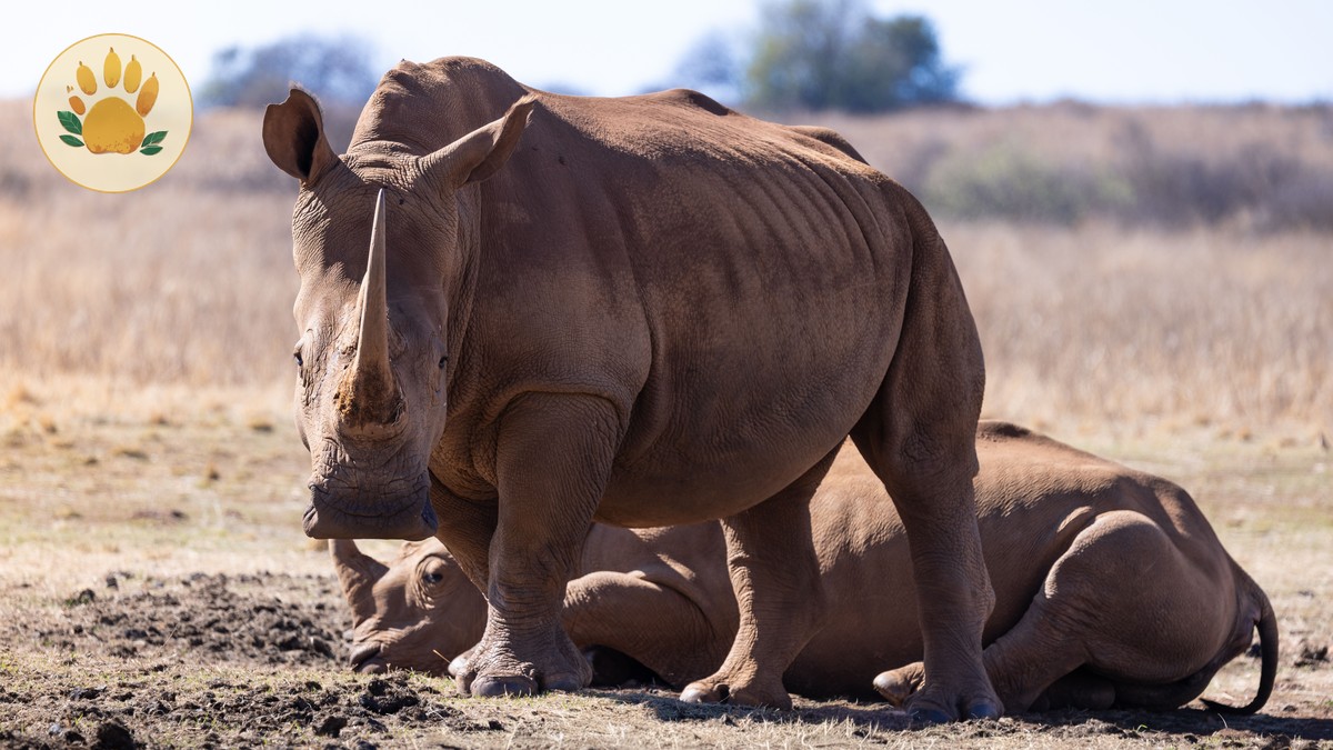 Ol Pejeta Conservation Activities List: 10 Top Picks - photo 1