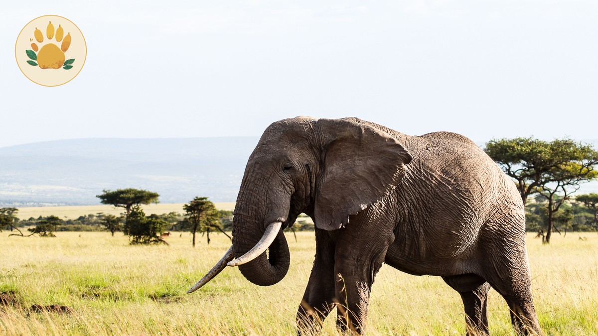 Ol Pejeta Conservation Activities List: 10 Top Picks - photo 2