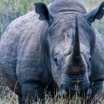 Ol Pejeta Conservation Fee Breakdown: $110 in 2026 -- Photo by Mr Sketch on Pexels