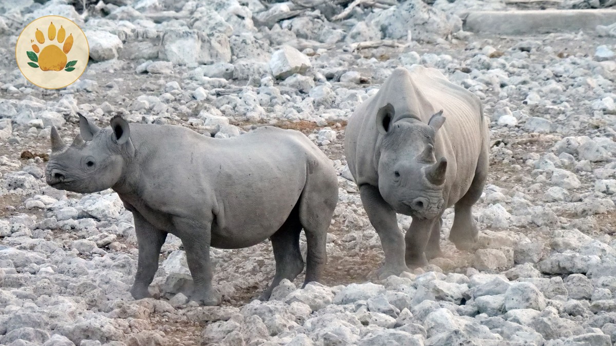 Ol Pejeta Conservation Fee Breakdown: $110 in 2026 - photo 1