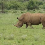 Ol Pejeta Conservation Fee Inclusions: $110 Entry in 2026 -- Photo by Linda on Pexels