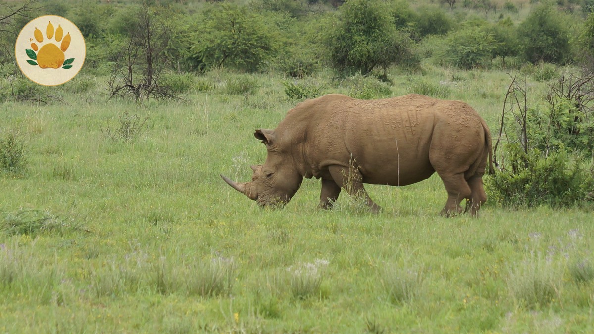 Ol Pejeta Conservation Fee Inclusions: $110 Entry in 2026 -- Photo by Linda on Pexels