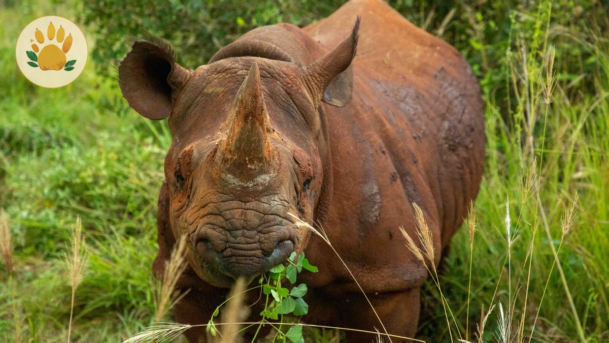 Ol Pejeta Conservation Fee Inclusions: $110 Entry in 2026 - photo 1