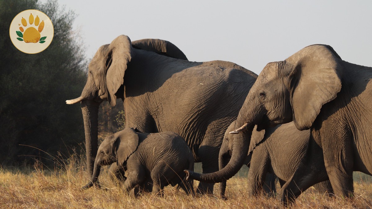 Ol Pejeta Family Safari Planning: A Parent's Checklist - photo 2