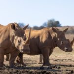 ol pejeta northern white rhino visit: $70 Experience -- Photo by Magda Ehlers on Pexels