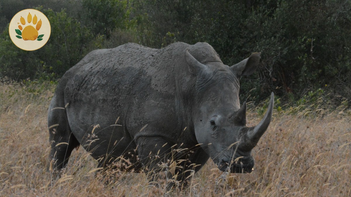 Ol Pejeta Rhino Experience Cost: $70 + $110 Entry -- Photo by John Mburu on Pexels