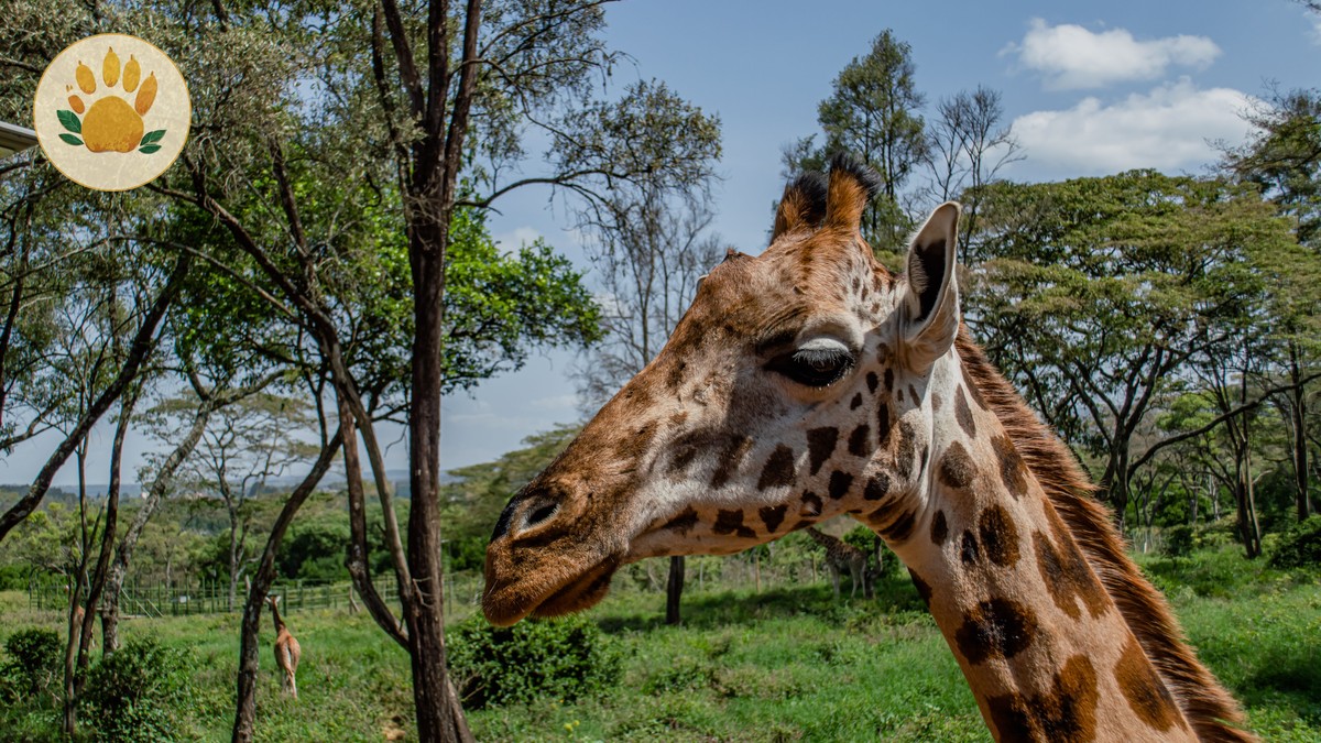 Ol Pejeta Rhino Experience Cost: $70 + $110 Entry - photo 2