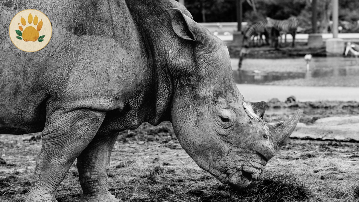 Ol Pejeta Rhino Fees: Budget $180 Per Adult Visit - photo 1