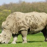 Ol Pejeta Rhino Tracking Cost: $70 + Entry Fees -- Photo by Marian Florinel Condruz on Pexels