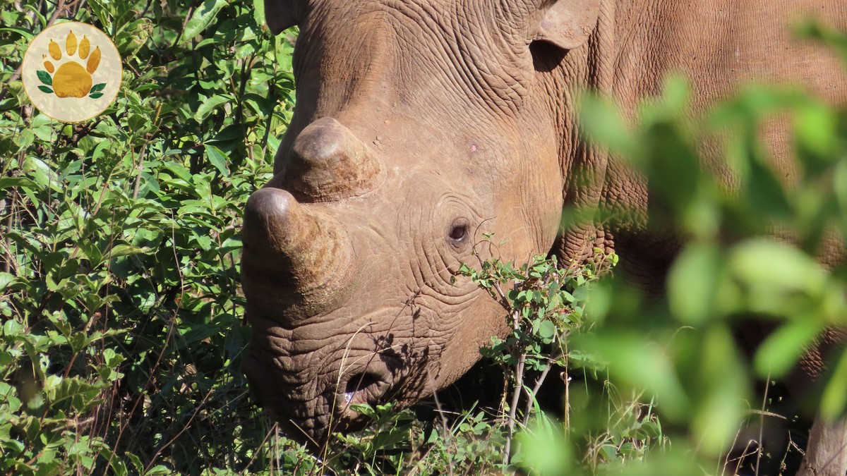 Ol Pejeta Rhino Tracking Cost: $70 + Entry Fees - photo 1
