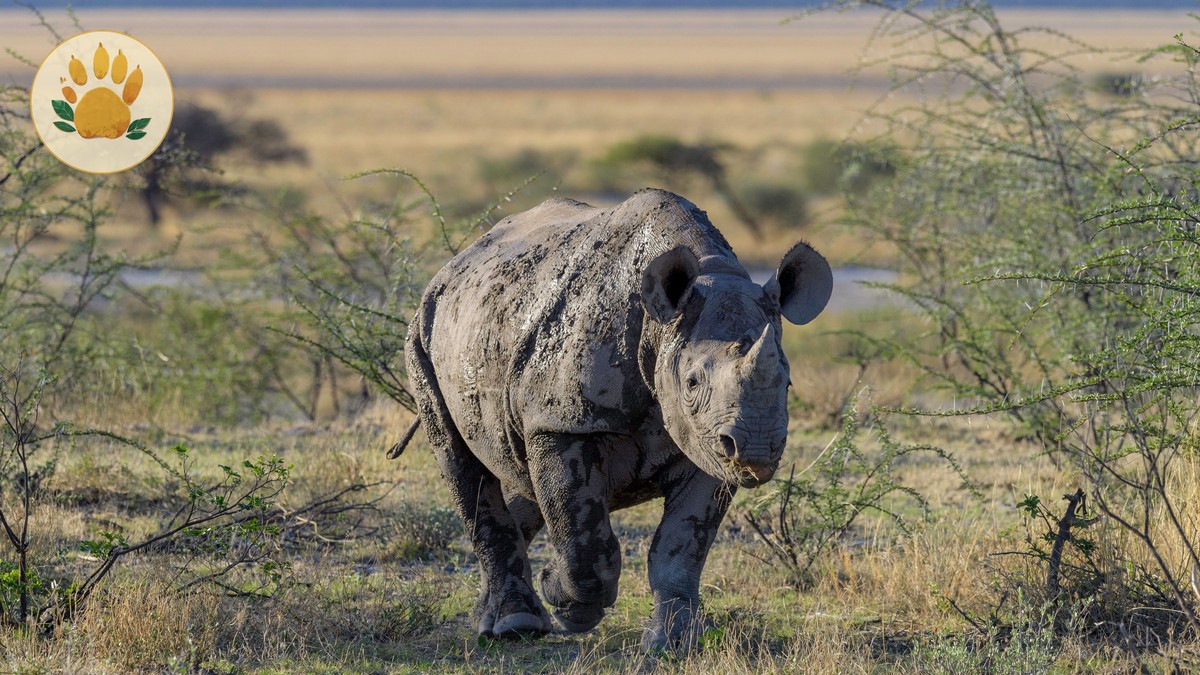 Ol Pejeta Safari Cost Breakdown: $150 Day Visit - photo 1