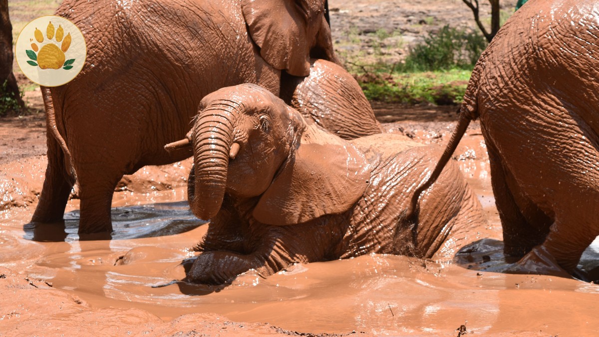 Ol Pejeta Safari Cost Breakdown: $150 Day Visit - photo 2