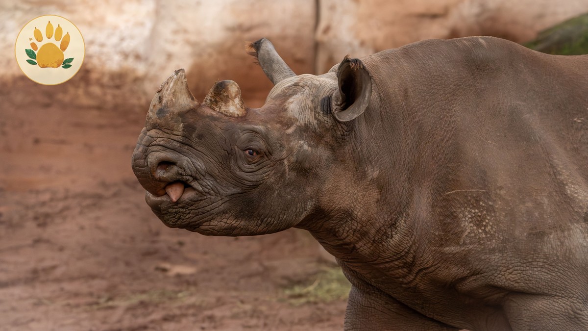 ol pejeta vs lewa safari: 7 Key Choices Compared - photo 1