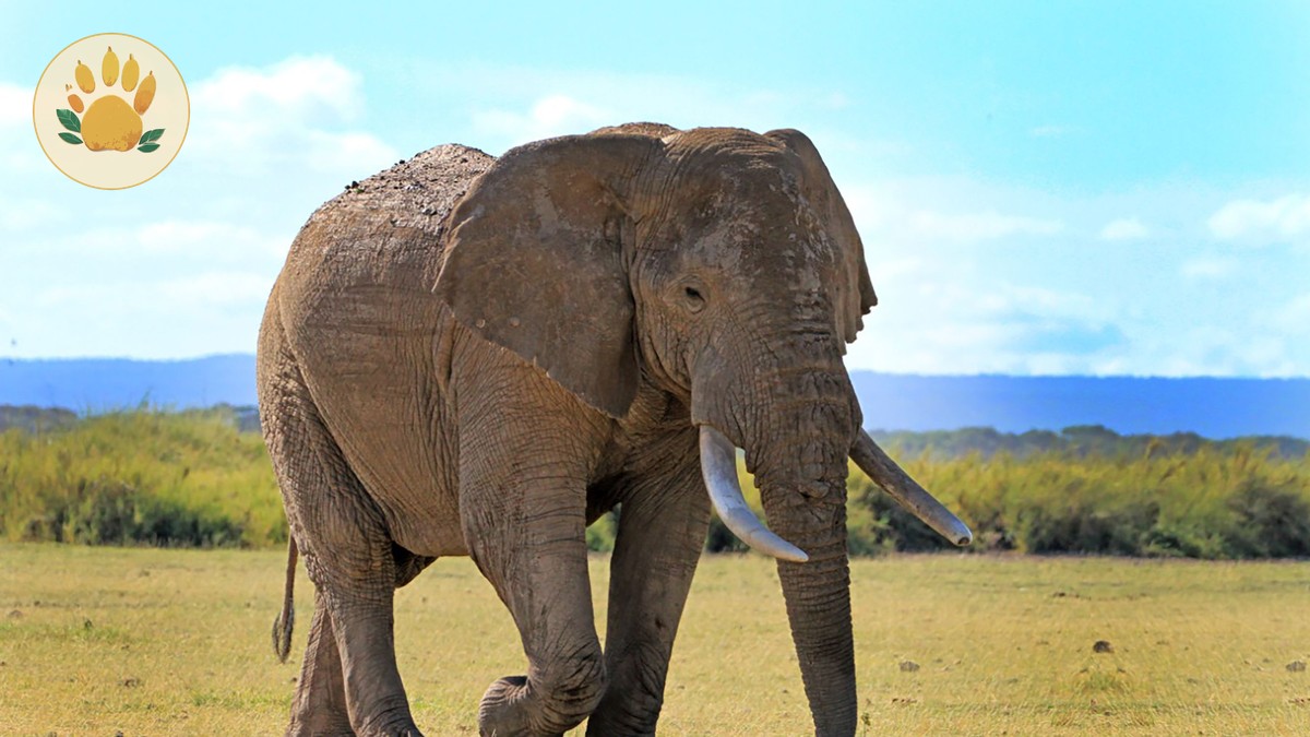 ol pejeta vs lewa safari: 7 Key Choices Compared - photo 2