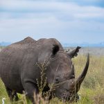 Sera Conservancy Rhino Sanctuary: $80 Rhino Walk -- Photo by Marri Shyam on Pexels