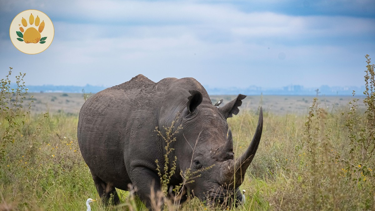Sera Conservancy Rhino Sanctuary: $80 Rhino Walk -- Photo by Marri Shyam on Pexels