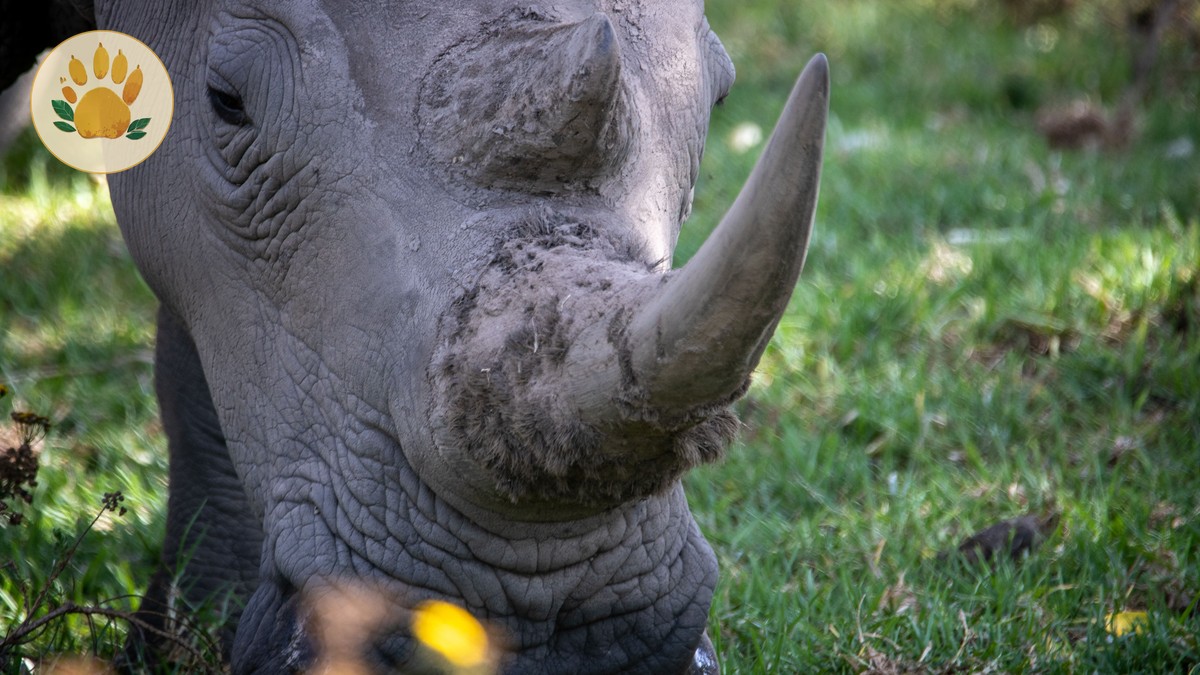 Sera Conservancy Rhino Sanctuary: $80 Rhino Walk - photo 2