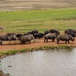 Solio Ranch Rhino Experience Cost: $106-$122 in 2026 -- Photo by Magda Ehlers on Pexels