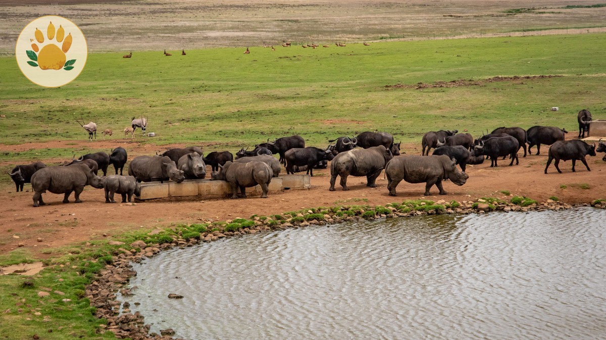 Solio Ranch Rhino Experience Cost: $106-$122 in 2026 -- Photo by Magda Ehlers on Pexels