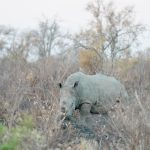 Solio Ranch Rhino Safari Guide: $106 Access -- Photo by Zhang Thomas on Pexels