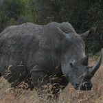 solio ranch versus ol pejeta: $50 vs $100 Fees -- Photo by John Mburu on Pexels