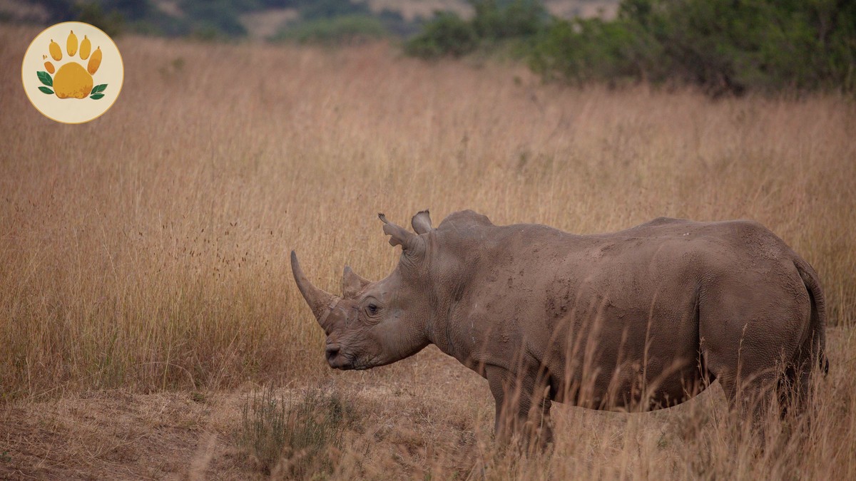 solio ranch versus ol pejeta: $50 vs $100 Fees - photo 1
