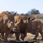 Solio Rhino Sanctuary Safari Cost: $106 in 2026 -- Photo by Magda Ehlers on Pexels