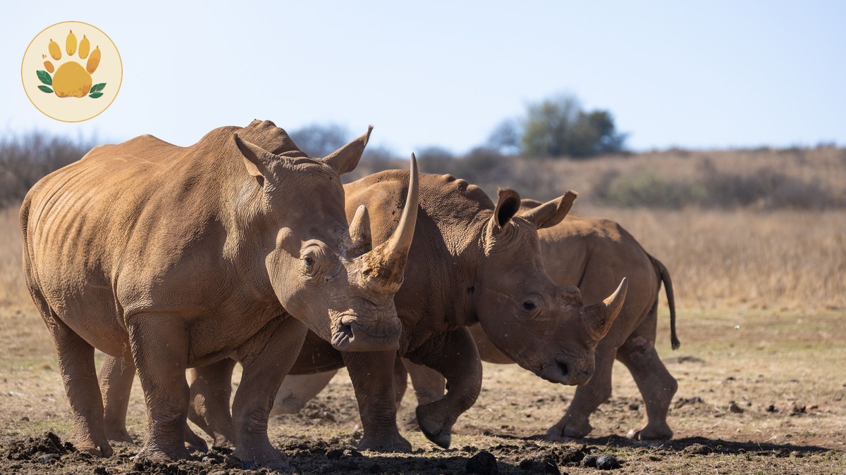 Solio Rhino Sanctuary Safari Cost: $106 in 2026 -- Photo by Magda Ehlers on Pexels
