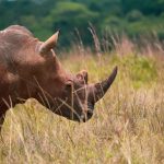 Solio Sanctuary Conservation Guide: Rhino Access -- Photo by Kyama Kilonzo on Pexels