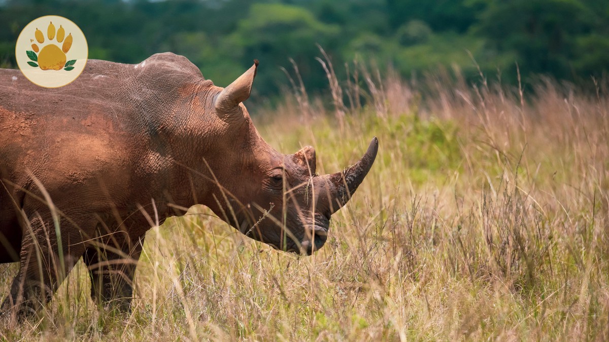 Solio Sanctuary Conservation Guide: Rhino Access -- Photo by Kyama Kilonzo on Pexels