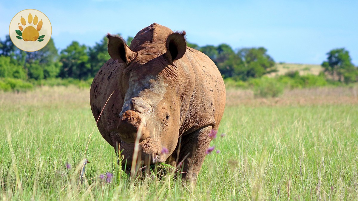 solio vs ol pejeta rhinos: 7 Key Choices Compared -- Photo by Russell TOWERS on Pexels