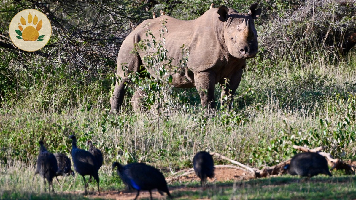 solio vs ol pejeta rhinos: 7 Key Choices Compared - photo 1