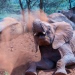 Tsavo West Safari Best Time: 6 Best Months -- Photo by Mr Sketch on Pexels