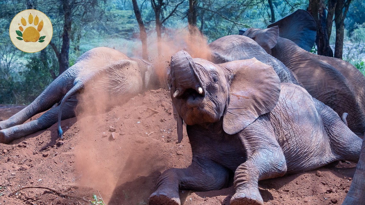 Tsavo West Safari Best Time: 6 Best Months -- Photo by Mr Sketch on Pexels