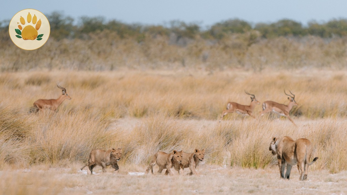 Tsavo West Safari Best Time: 6 Best Months - photo 1