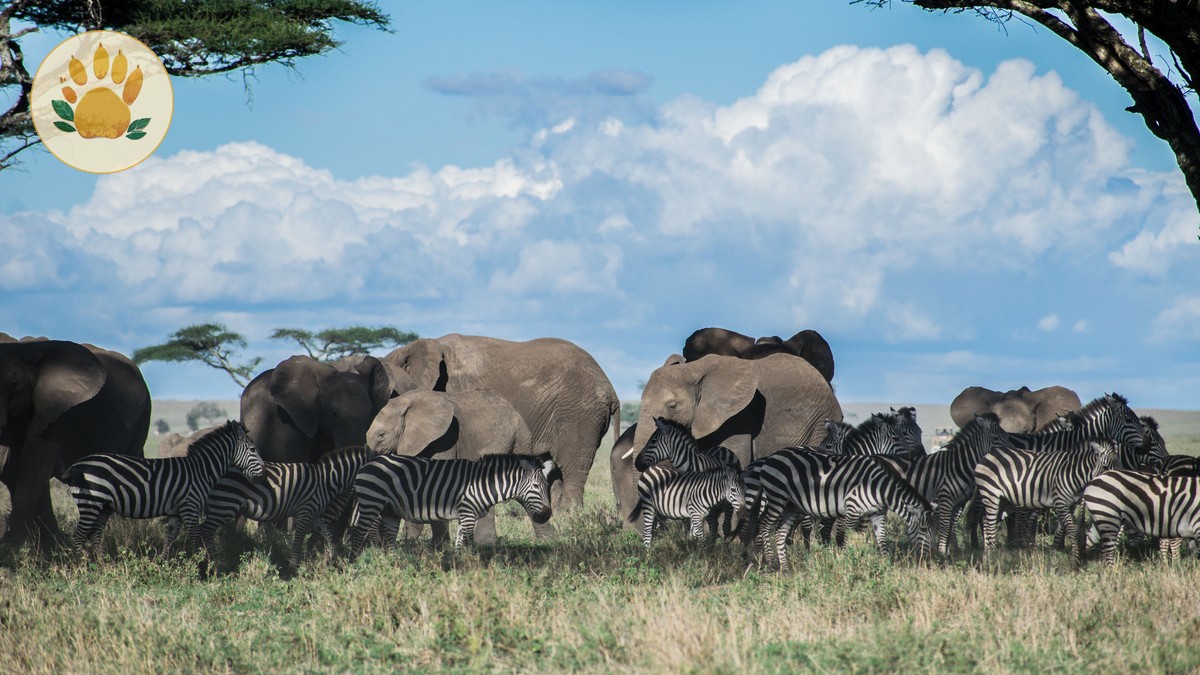 Who Controls Safari Vehicle Radios: 5 Clear Answers -- Photo by Ákos Helgert on Pexels